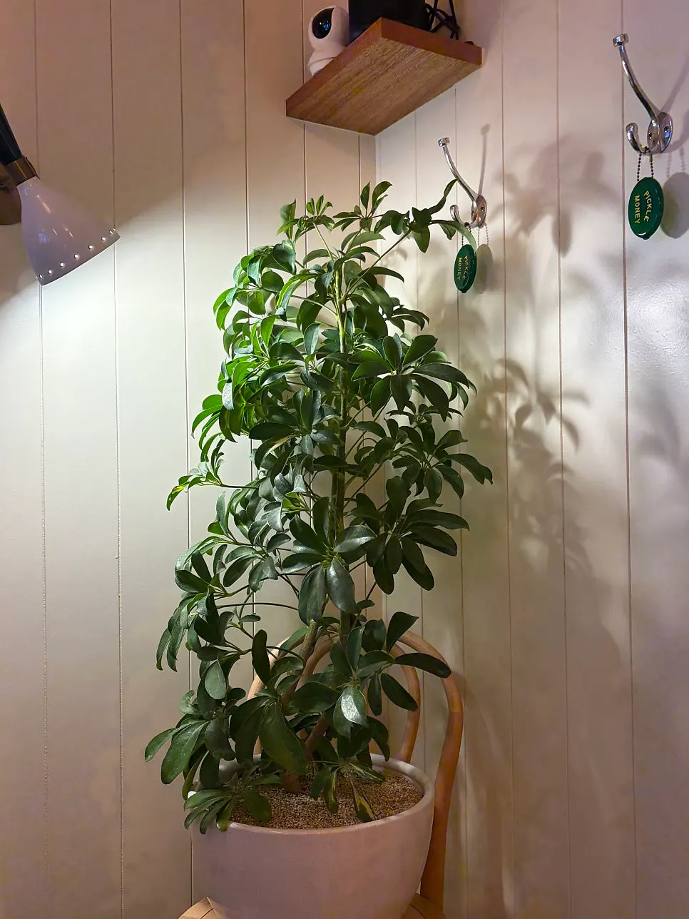 Seating with plants and table lighting at Pickles