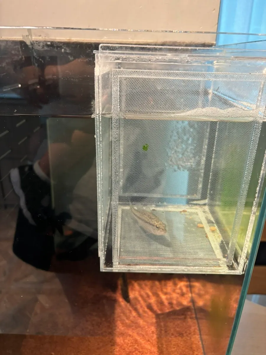 Fish tank our baby watched at Pig Mie-eul