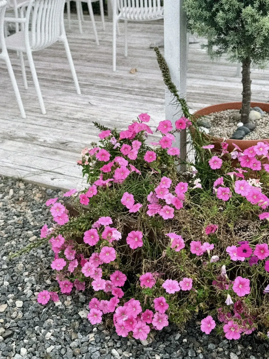 Entrance and landscaped garden at Pink Wall Cafe