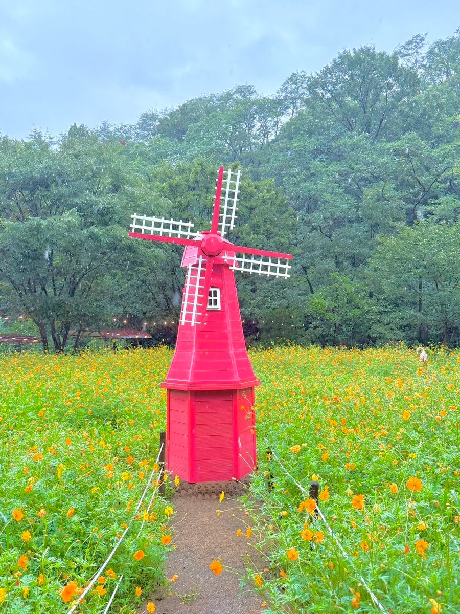 Pino Cafe garden's yellow cosmos field