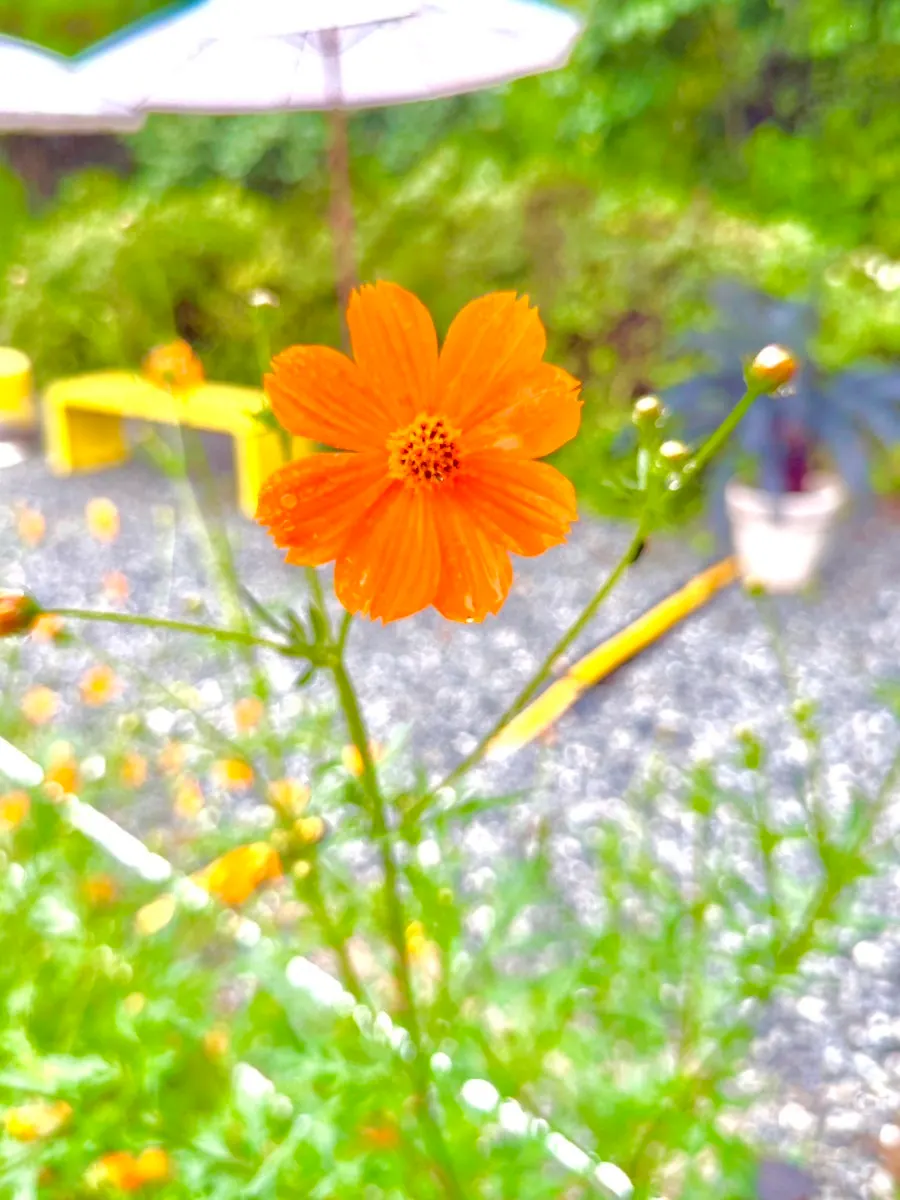Yellow cosmos field with pinwheels