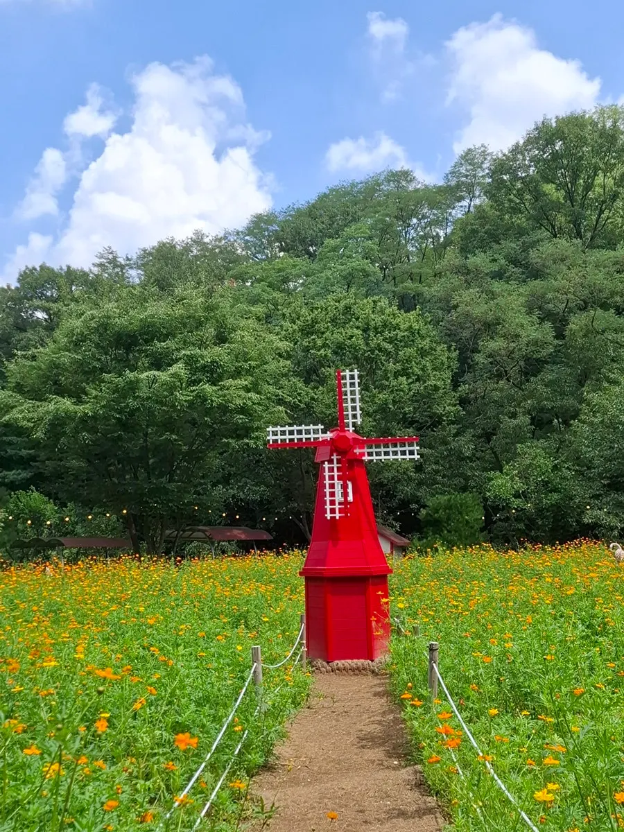 황코스모스가 핀 정원 포토존