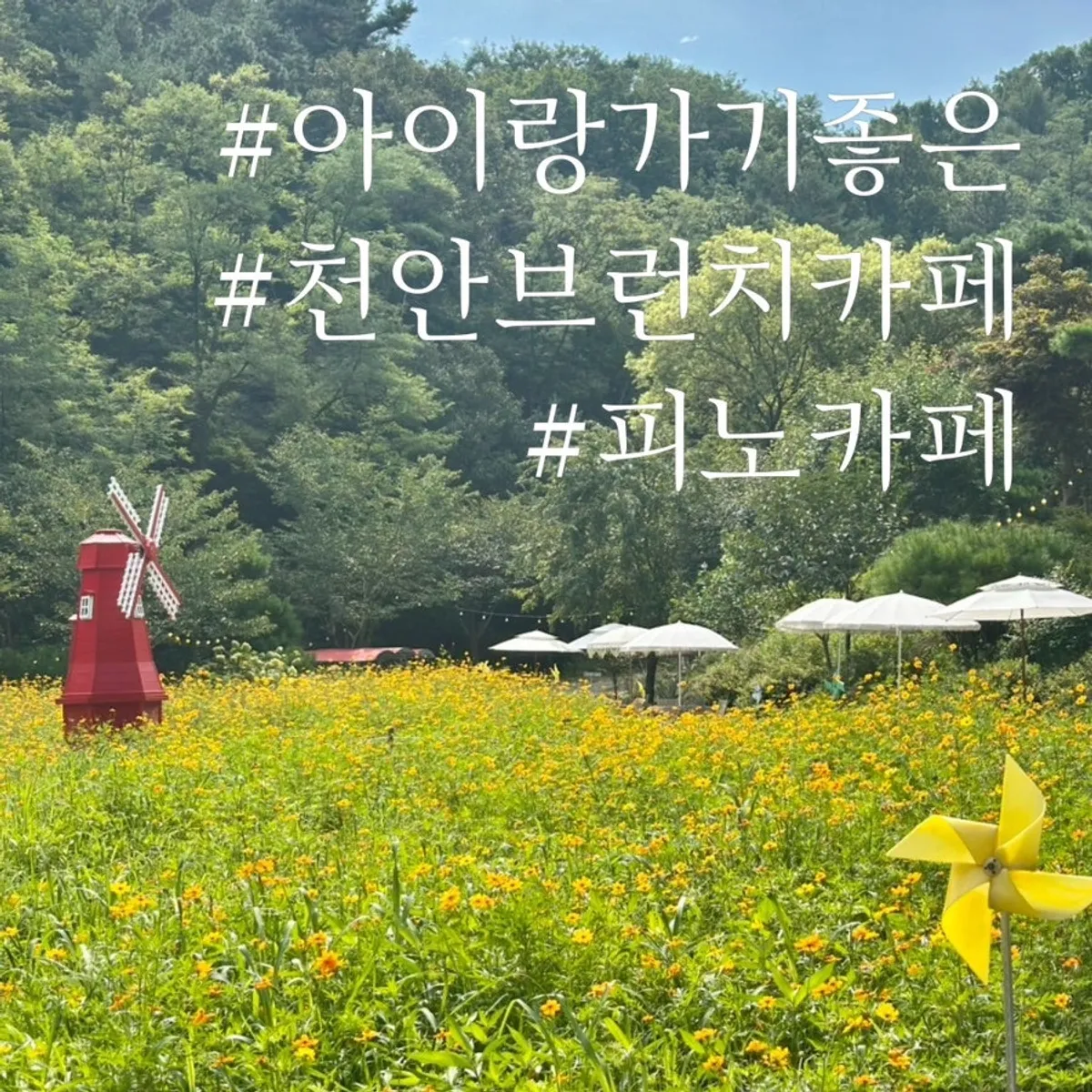 Signature photo of Pino Cafe in Pungse, Cheonan