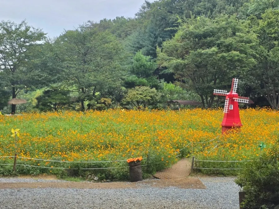 빨간 풍차를 둘러싼 황화코스모스 꽃밭