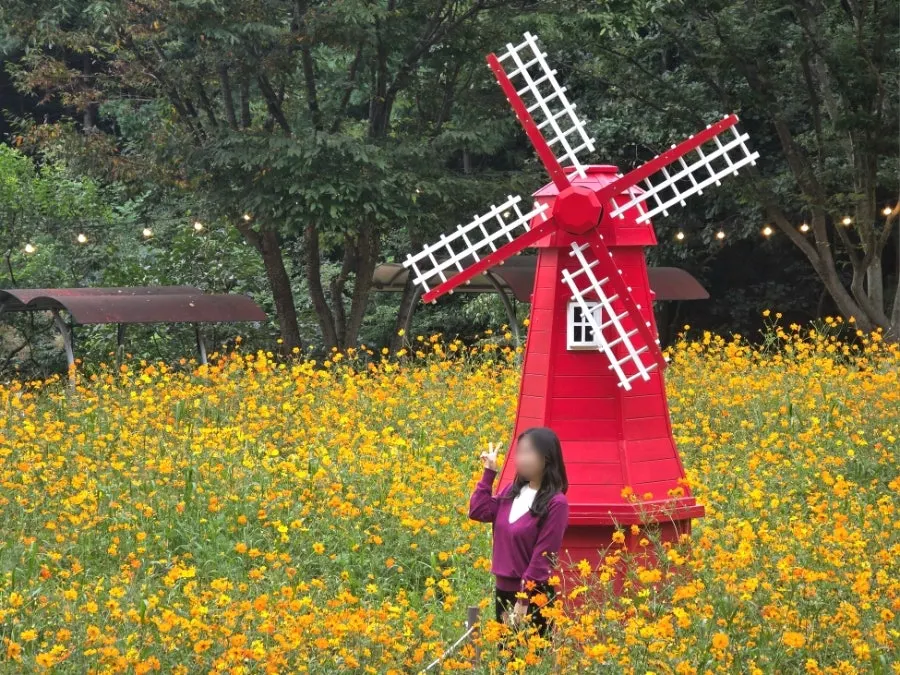 노랗게 펼쳐진 황화코스모스 정원 산책로