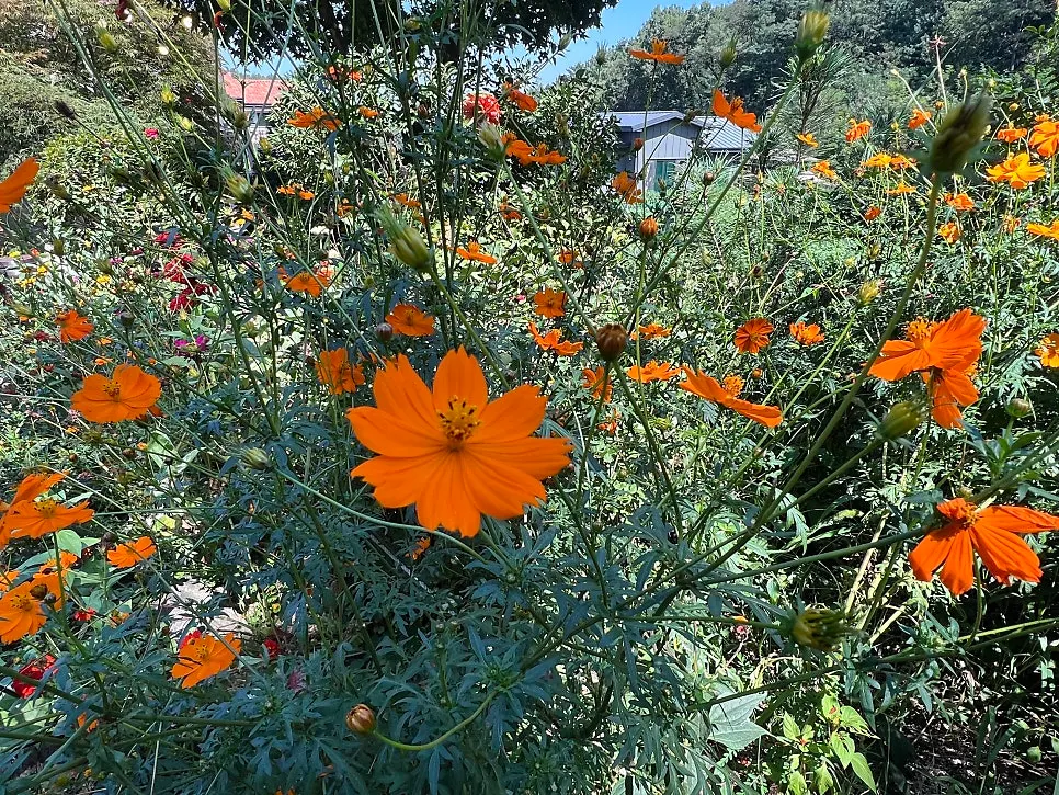 Yellow cosmos garden view at Pino Cafe Cheonan