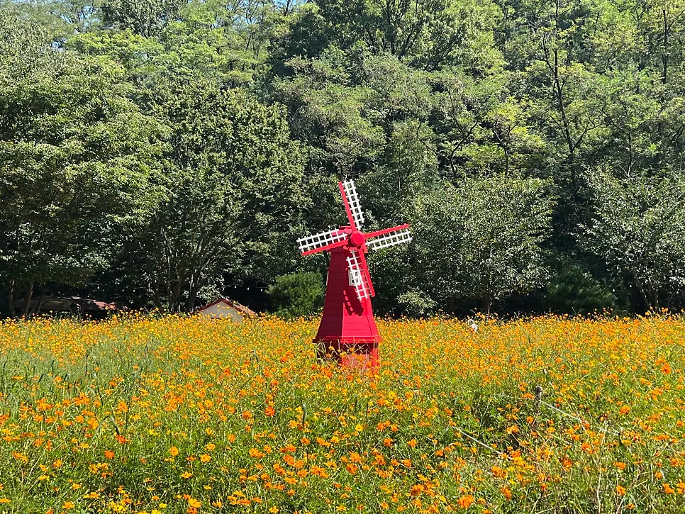 Yellow cosmos field in full bloom