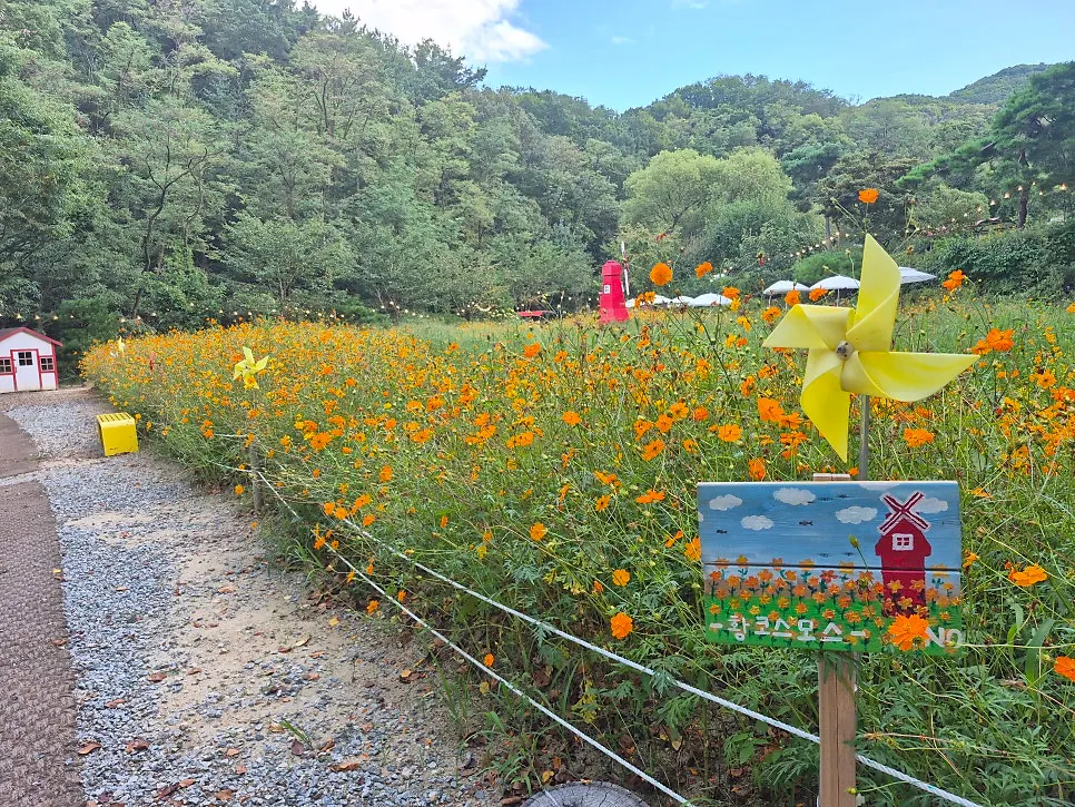 晴天の中鮮やかなキバナコスモスの色合い