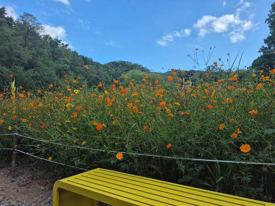 キバナコスモス畑から見た庭園風景