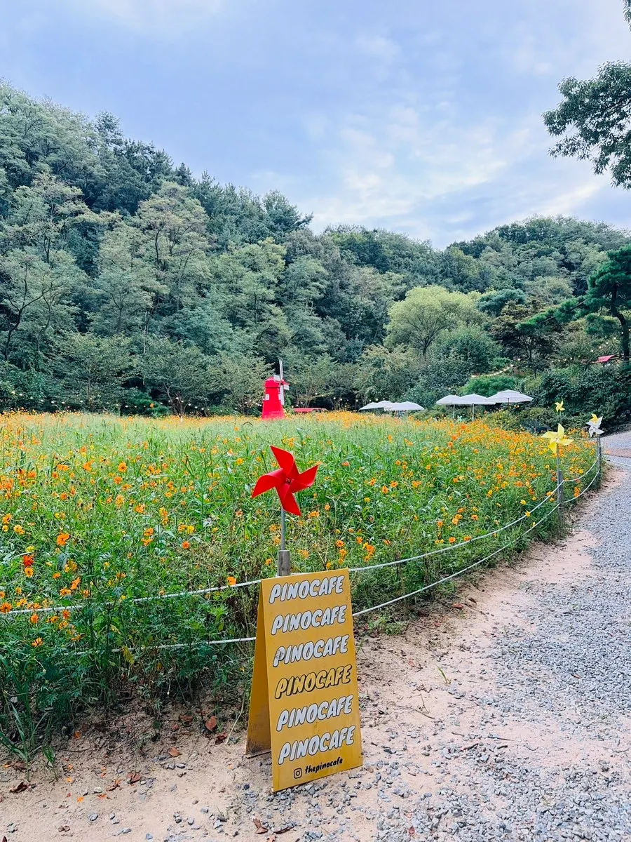 Cosmos flower field and red windmill photo zone