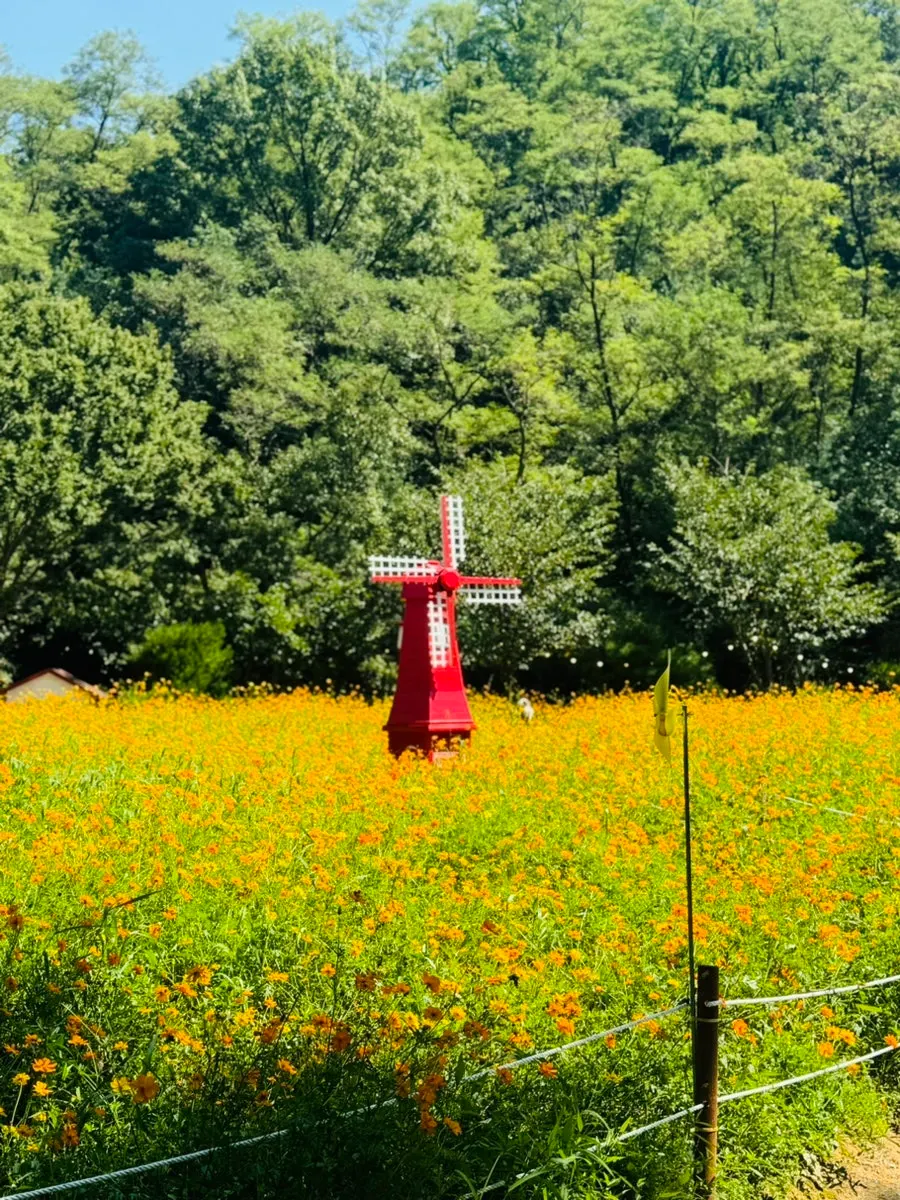 피노카페 정원 산책 풍경
