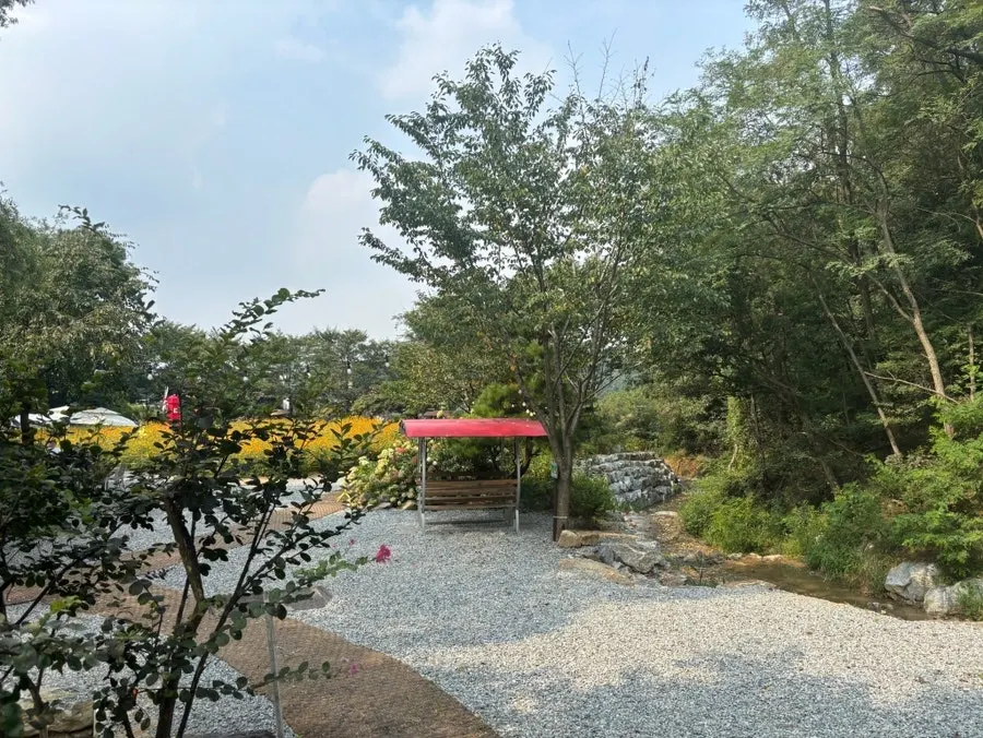 Walking path through the yellow cosmos field
