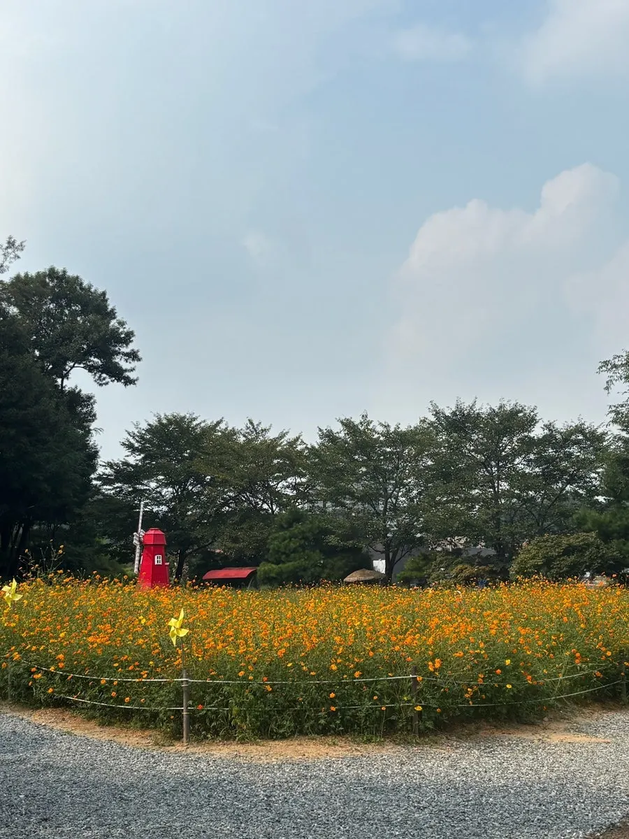 Photo spot with yellow cosmos in the background