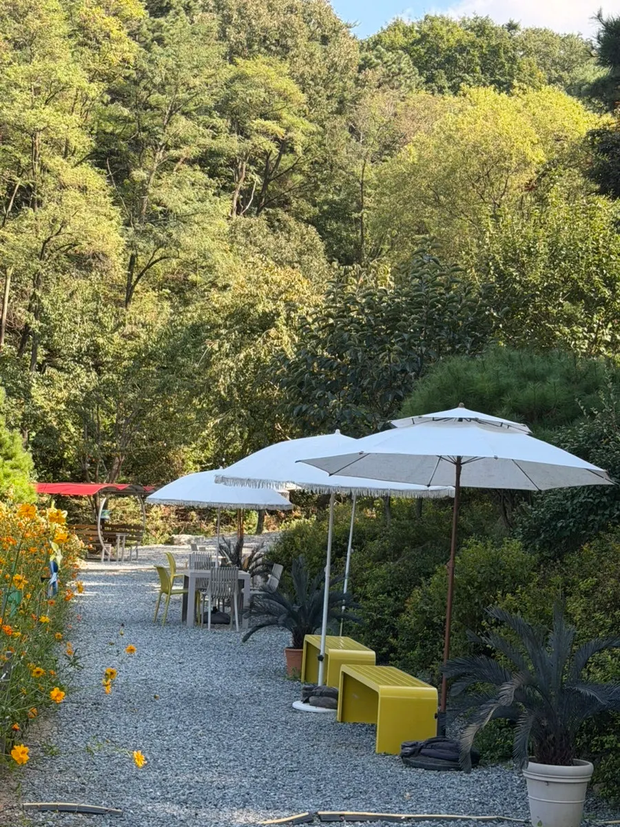Pino Cafe's autumn garden in bloom with yellow cosmos