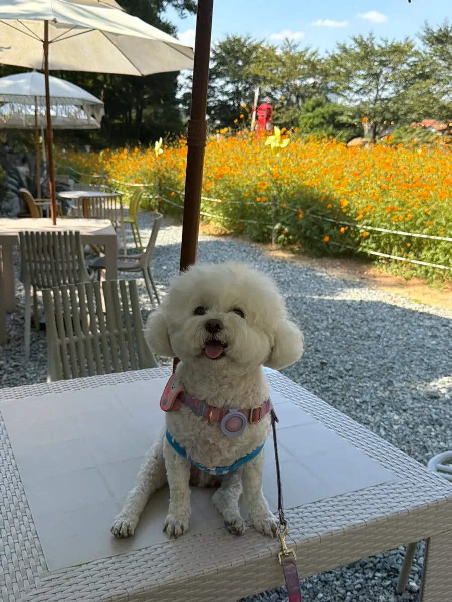 Flower beds in Pino Cafe's garden
