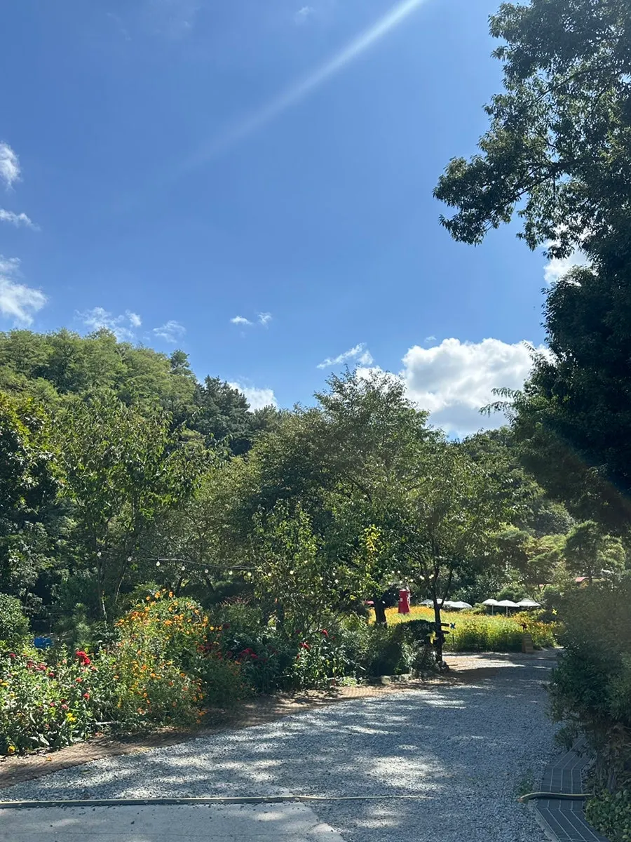 Pino Cafe's garden in September with golden cosmos in bloom
