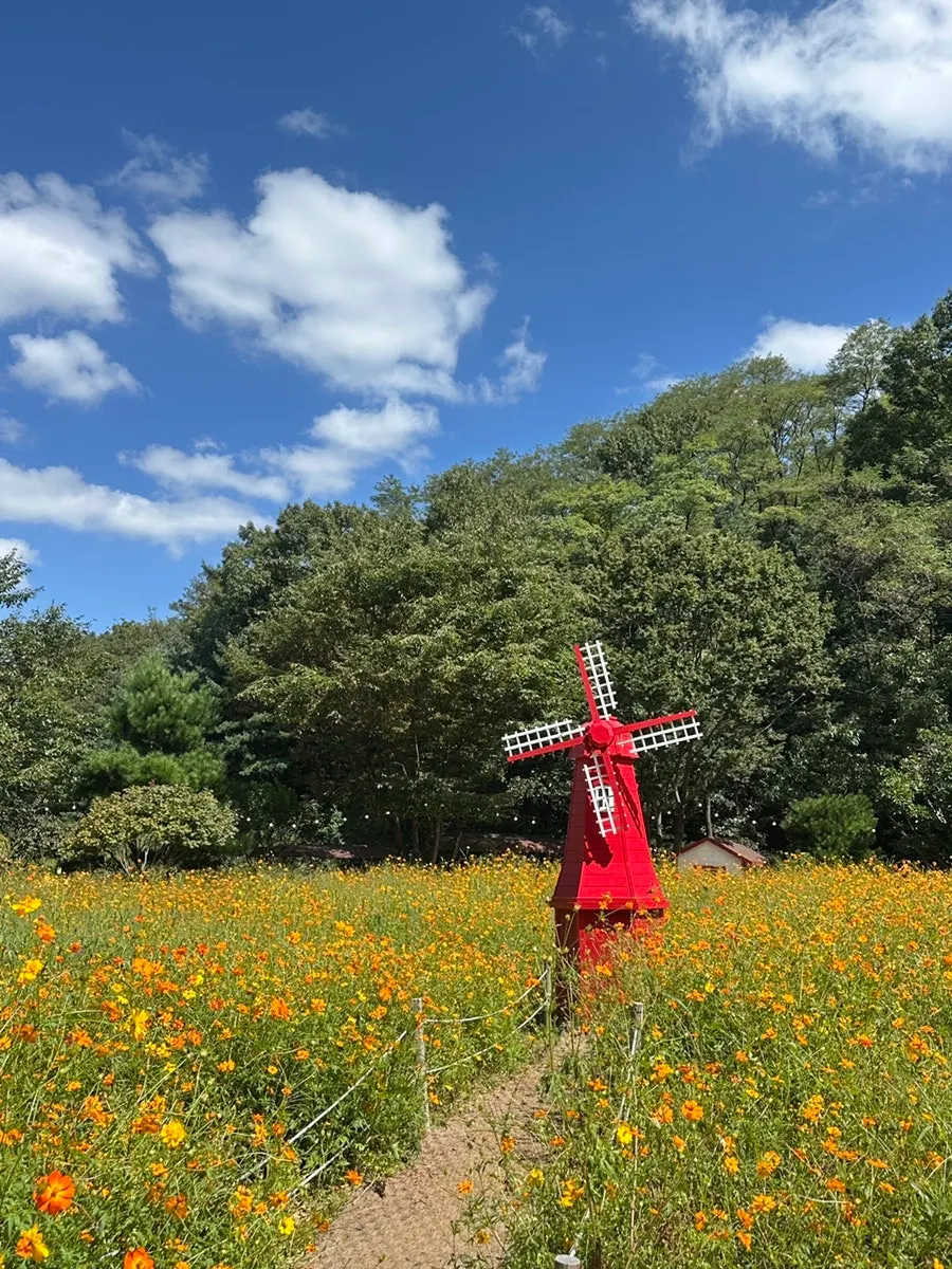 A photo zone in the garden with cosmos flower beds