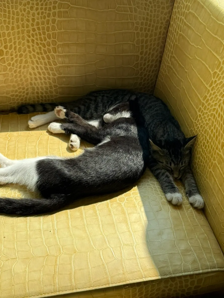 The animal friends who greeted visitors inside the café