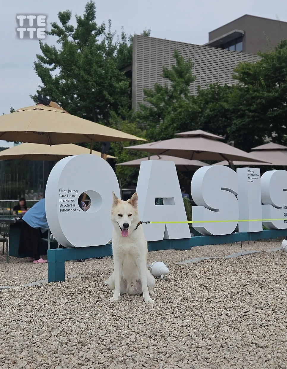 Seating in the dog-friendly area with a dog nearby