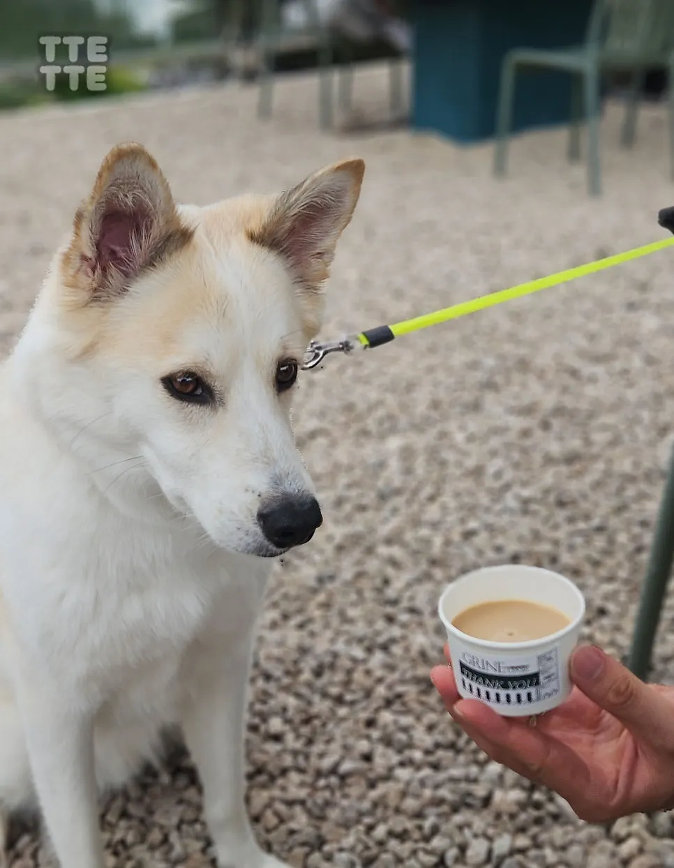A large dog drinking pet milk