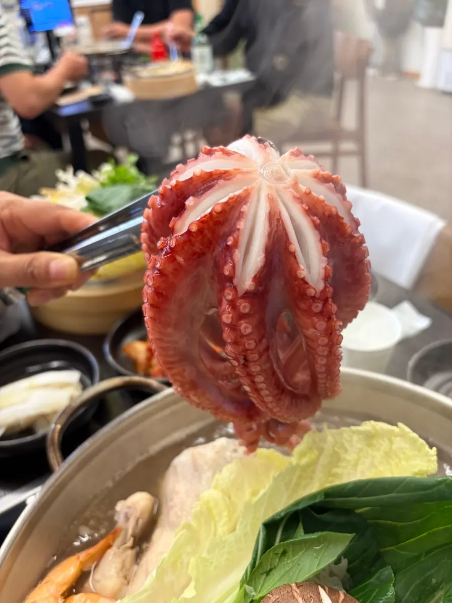 Plump giant octopus lifted out of the pot