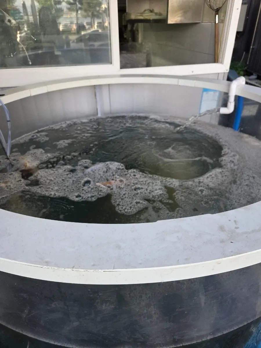 Squid swimming in the tank