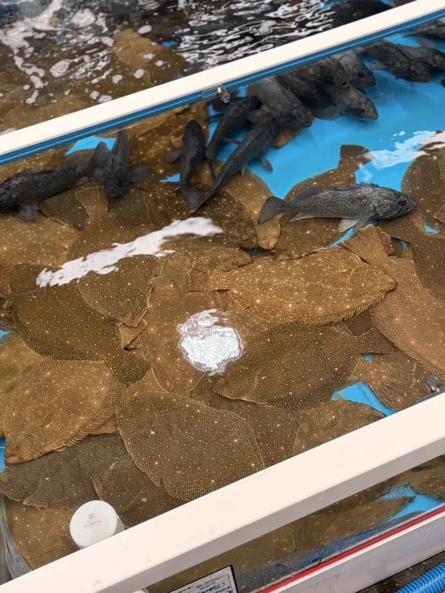 Seafood around Yeonggwang Hoe Daegae Center