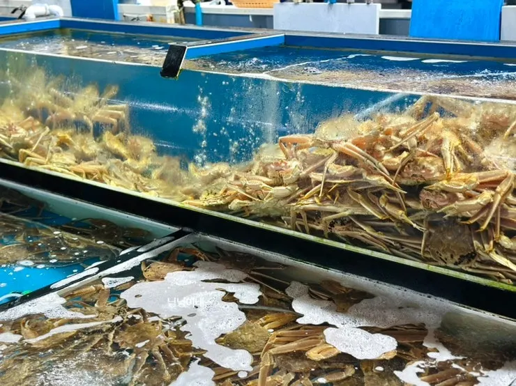 갈릴리대게회식당 수족관 해산물