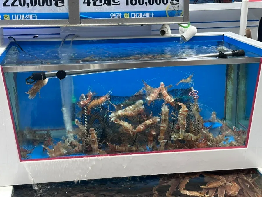 Ketam salji berbaris dalam akuarium
