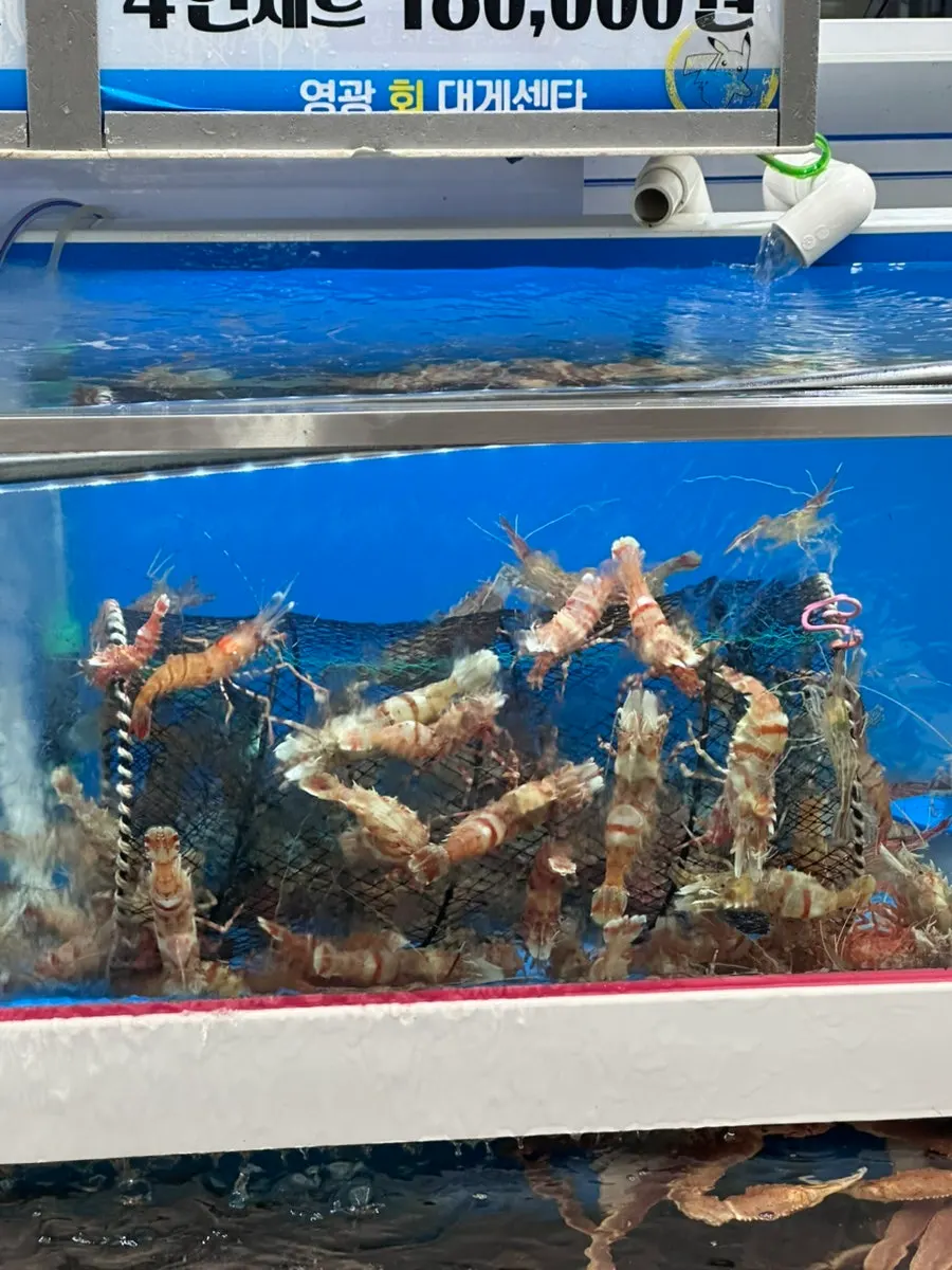 Akuarium berisi pelbagai makanan laut