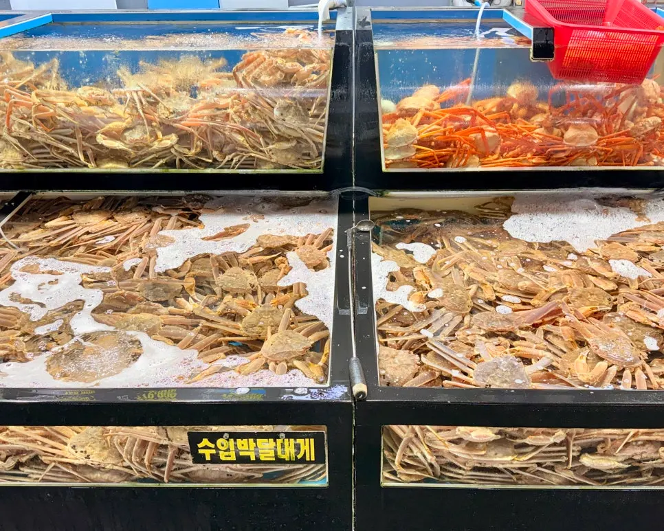 갈릴리대게회식당 가게 앞 대게 진열
