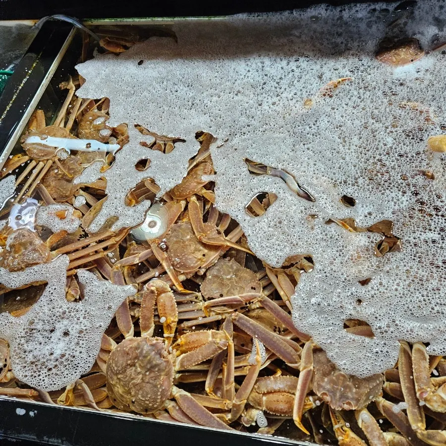 Snow crab kept in the tank