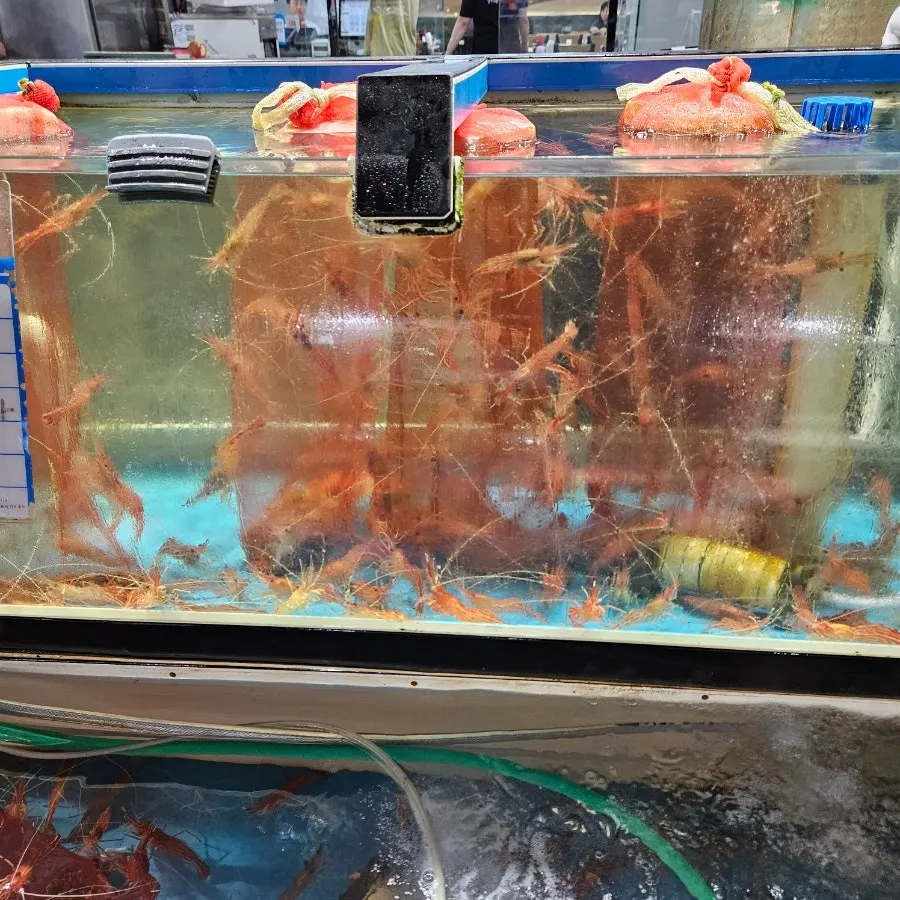 Shrimp for sashimi in the tank
