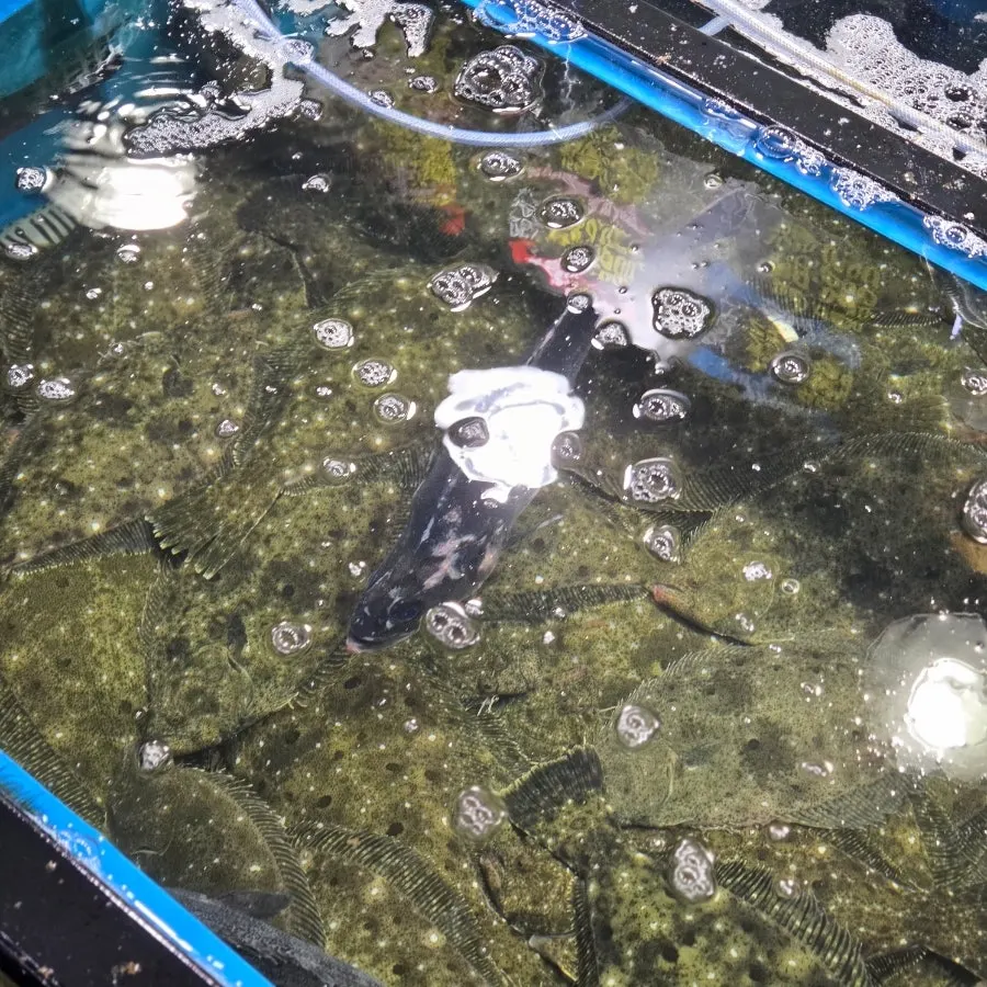 Live seafood moving inside the tanks