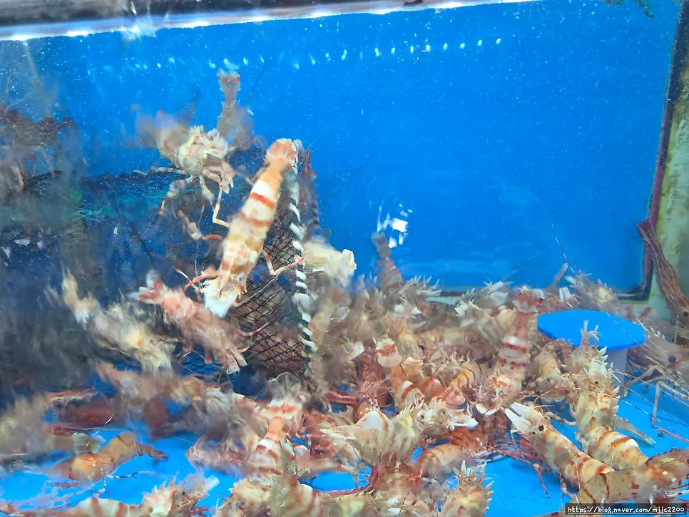 Tank with shrimp and live fish