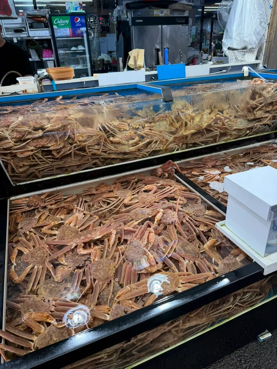 Live snow crabs packed into the tank