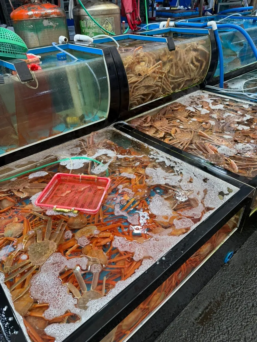 Close-up view of the packed crab tank