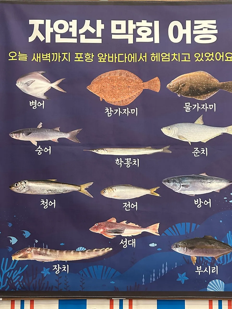 자연산 막회와 조개탕 한 상 구성