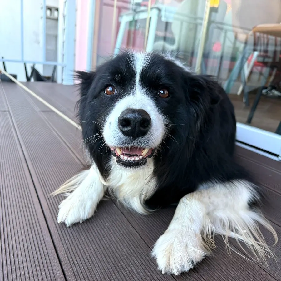 The owner's pet dog sitting in front of the restaurant