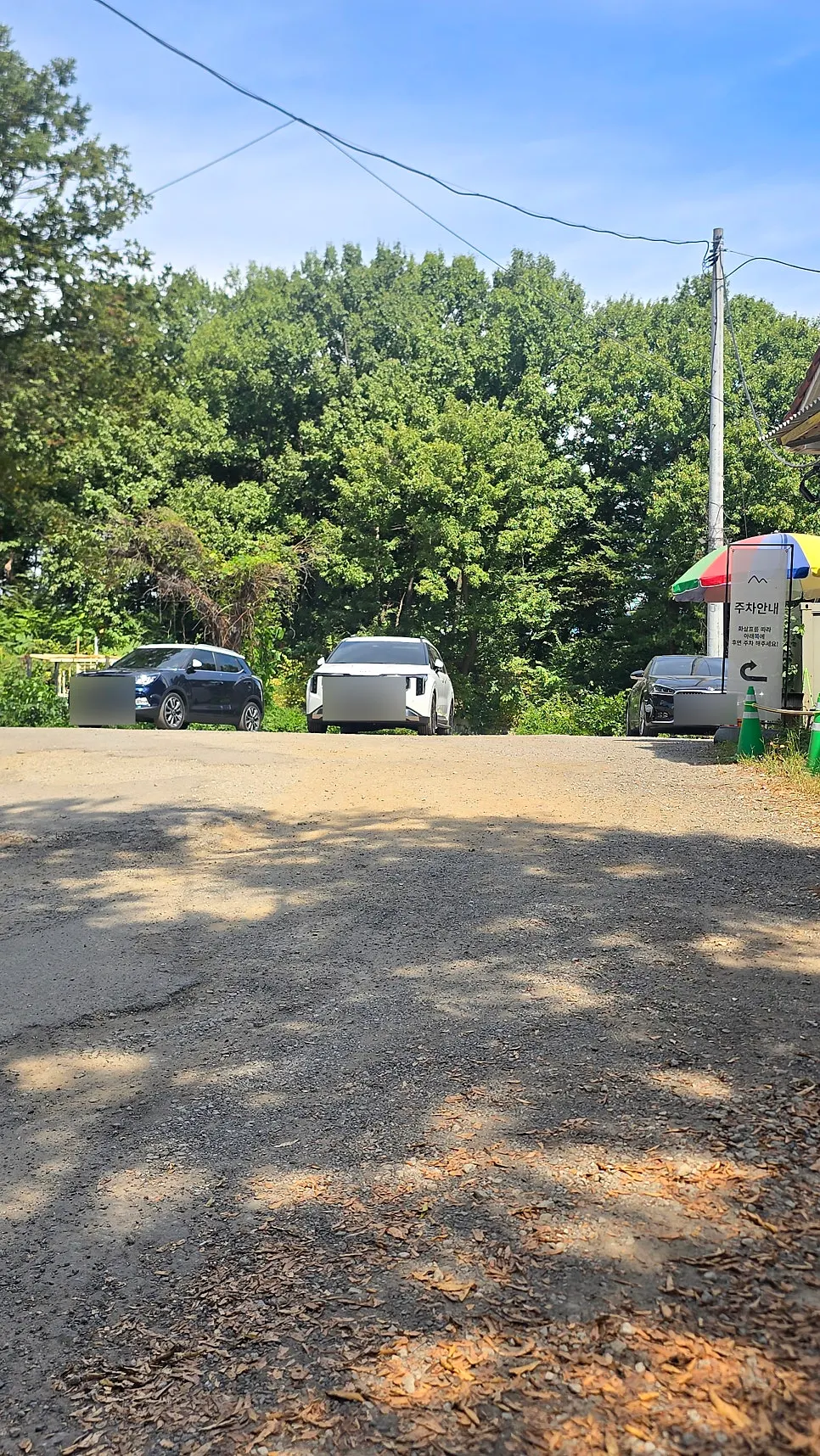 Trees and green nature at the entrance of Forerest