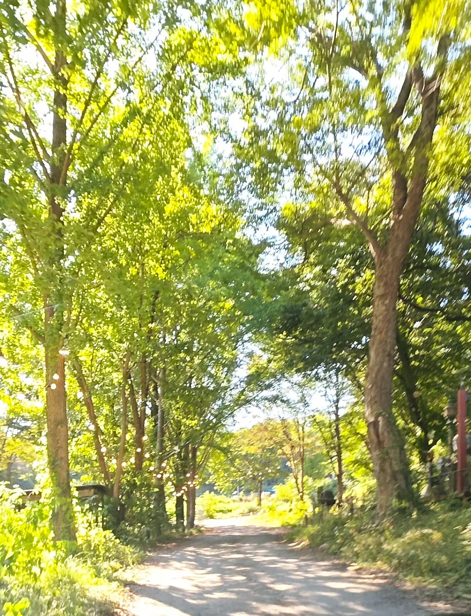카페 주변 푸릇한 자연 풍경