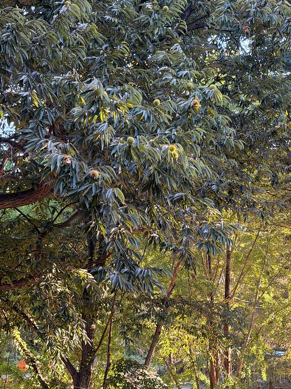 Forerest's yard with chestnut trees