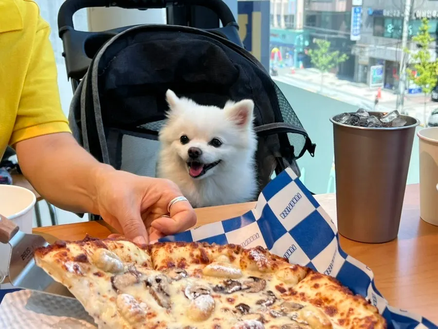 펫존 칸막이 좌석에서 함께 식사하는 강아지