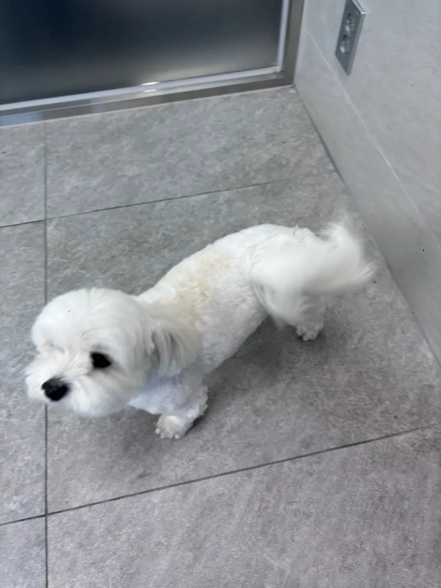 A gentle dog met at the salon