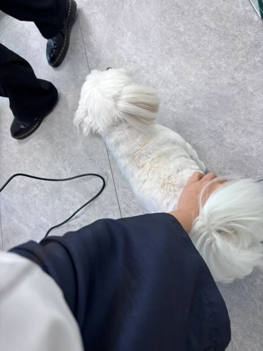 The dog that came by during the treatment