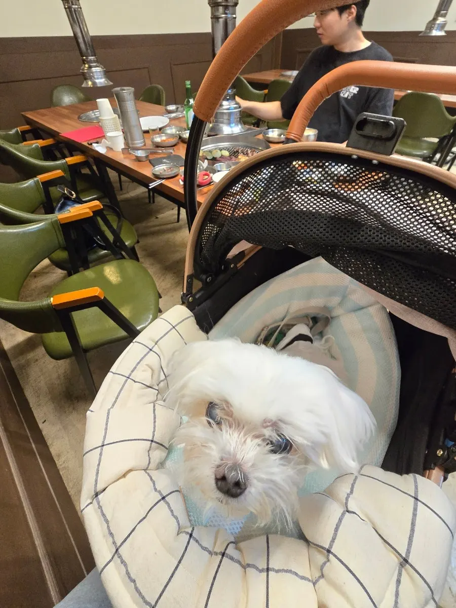 Korean barbecue visit with a dog