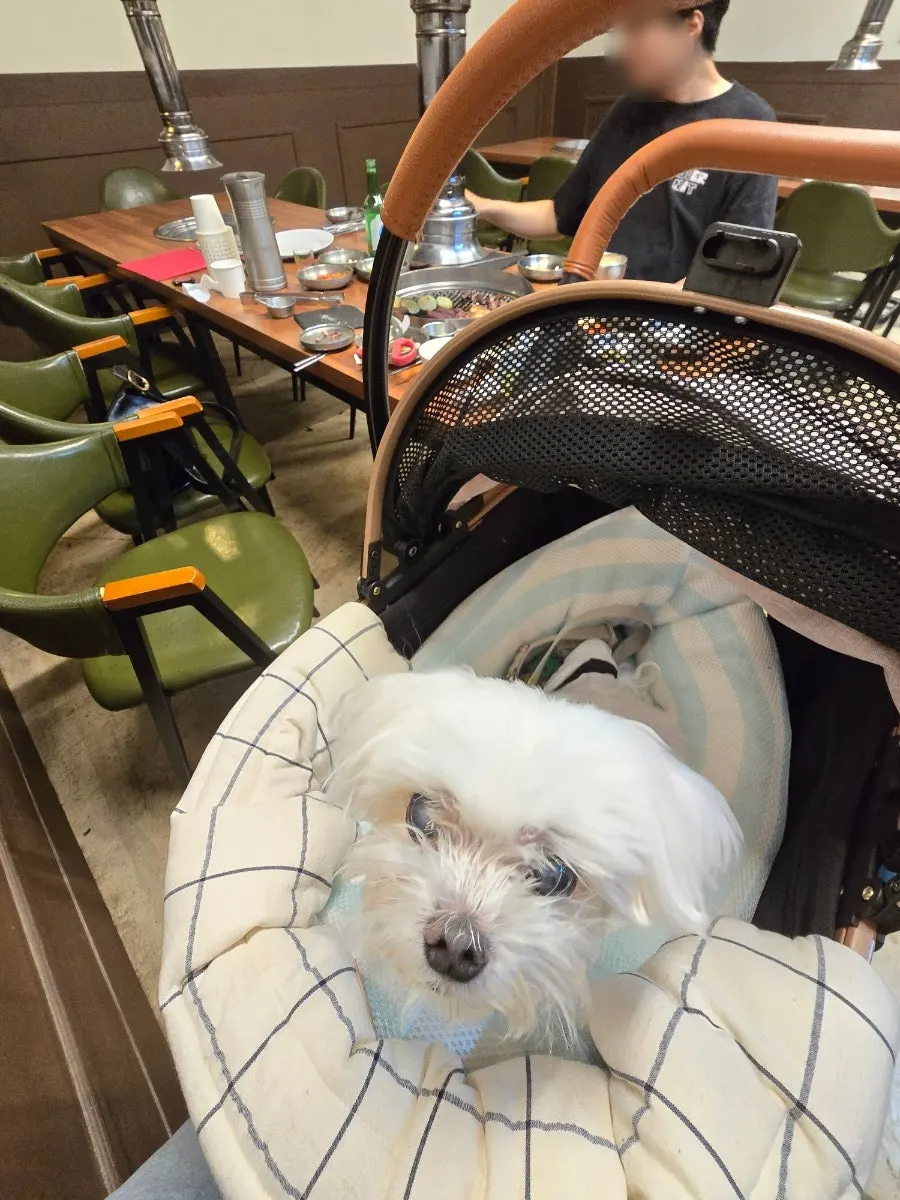 愛犬と一緒に訪れた焼肉店の様子