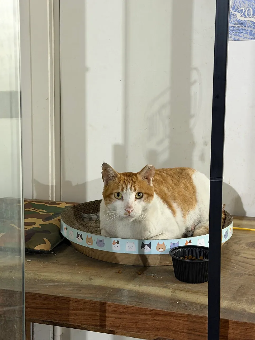 The cat that guards the entrance of Seoul Myeonok
