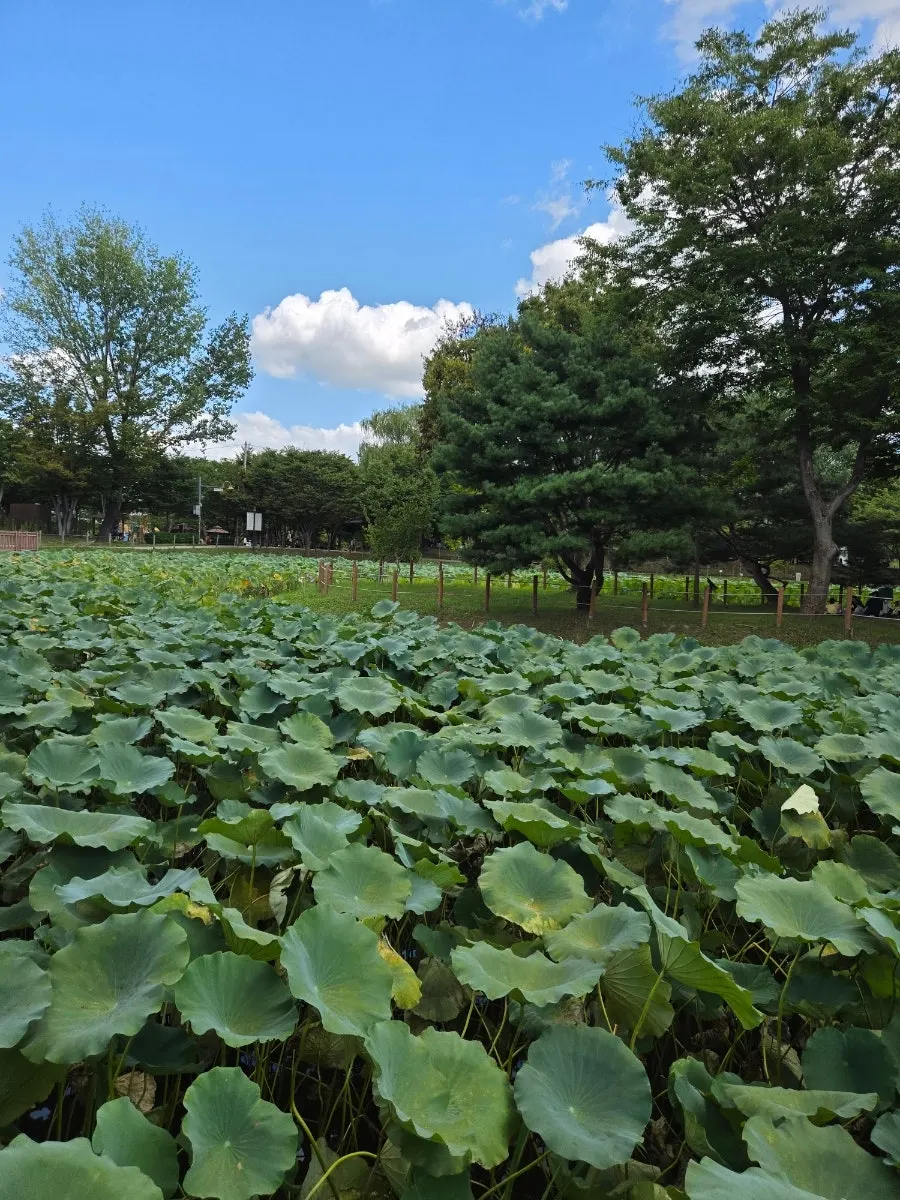 Large lotus blooms in the pond at Pyeongtaek Sopung Park