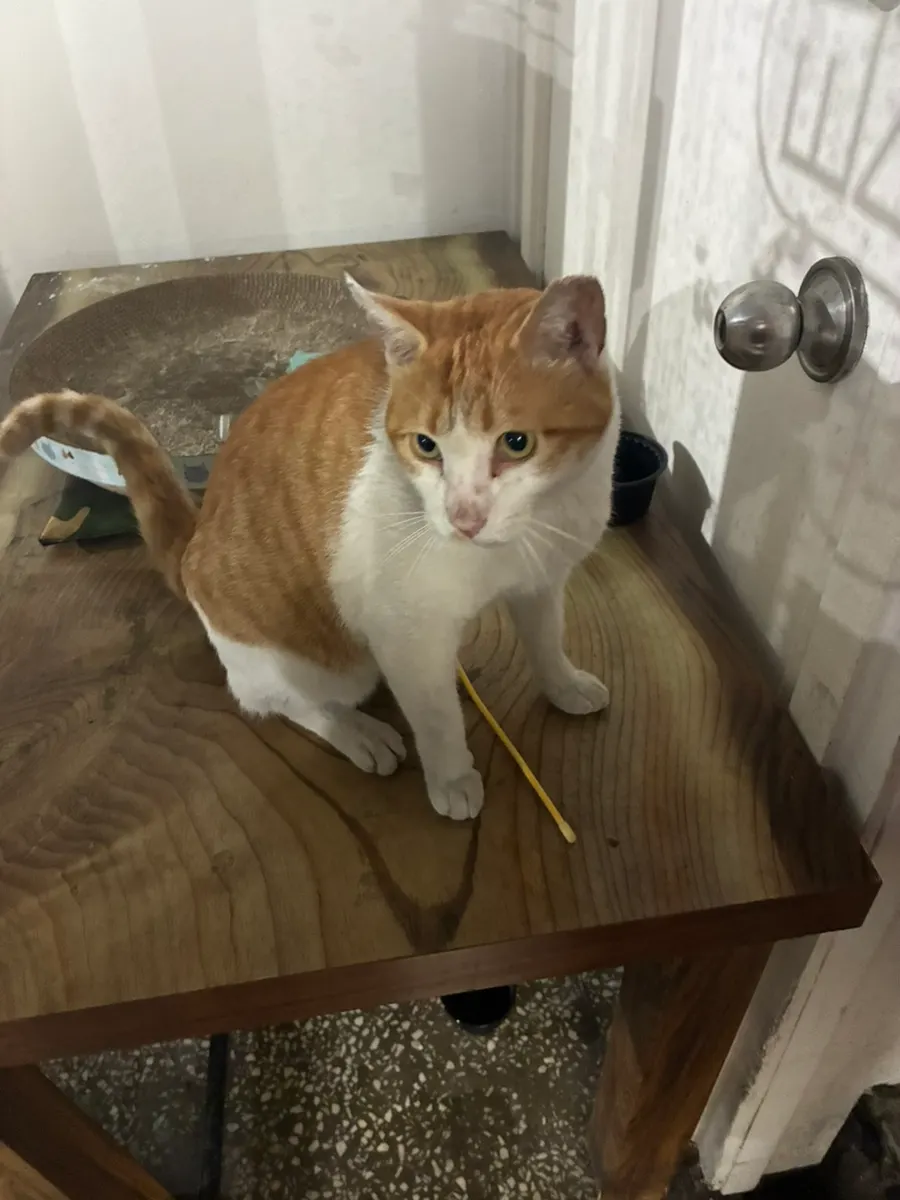 A cat encountered near the restroom door